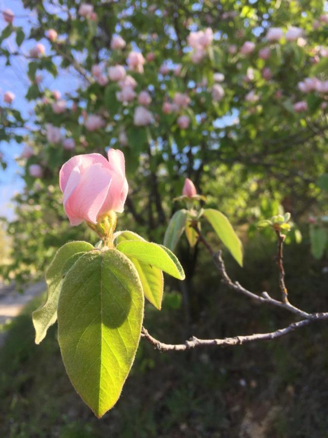 Gite La Cerise Qui Rit La Cresse ภายนอก รูปภาพ